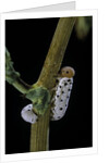 Tenthredo neobesa (common sawfly, tenthredinid sawfly) - larva by Anonymous