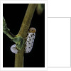 Tenthredo neobesa (common sawfly, tenthredinid sawfly) - larva by Anonymous