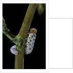 Tenthredo neobesa (common sawfly, tenthredinid sawfly) - larva by Anonymous
