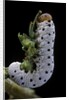 Tenthredo neobesa (common sawfly, tenthredinid sawfly) - larva by Anonymous