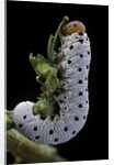 Tenthredo neobesa (common sawfly, tenthredinid sawfly) - larva by Anonymous