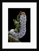 Tenthredo neobesa (common sawfly, tenthredinid sawfly) - larva by Anonymous