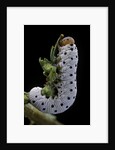 Tenthredo neobesa (common sawfly, tenthredinid sawfly) - larva by Anonymous