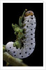 Tenthredo neobesa (common sawfly, tenthredinid sawfly) - larva by Anonymous