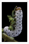 Tenthredo neobesa (common sawfly, tenthredinid sawfly) - larva by Anonymous
