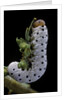 Tenthredo neobesa (common sawfly, tenthredinid sawfly) - larva by Anonymous