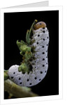 Tenthredo neobesa (common sawfly, tenthredinid sawfly) - larva by Anonymous