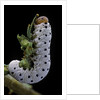 Tenthredo neobesa (common sawfly, tenthredinid sawfly) - larva by Anonymous