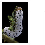 Tenthredo neobesa (common sawfly, tenthredinid sawfly) - larva by Anonymous