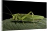 Tettigonia viridissima (great green bush-cricket) - female by Anonymous