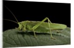 Tettigonia viridissima (great green bush-cricket) - female by Anonymous