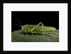 Tettigonia viridissima (great green bush-cricket) - female by Anonymous