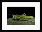 Tettigonia viridissima (great green bush-cricket) - female by Anonymous