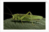 Tettigonia viridissima (great green bush-cricket) - female by Anonymous