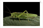 Tettigonia viridissima (great green bush-cricket) - female by Anonymous