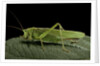 Tettigonia viridissima (great green bush-cricket) - female by Anonymous