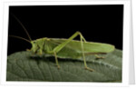 Tettigonia viridissima (great green bush-cricket) - female by Anonymous