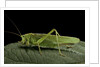 Tettigonia viridissima (great green bush-cricket) - female by Anonymous