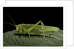Tettigonia viridissima (great green bush-cricket) - female by Anonymous