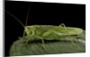 Tettigonia viridissima (great green bush-cricket) - female by Anonymous