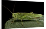 Tettigonia viridissima (great green bush-cricket) - female by Anonymous