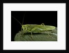 Tettigonia viridissima (great green bush-cricket) - female by Anonymous