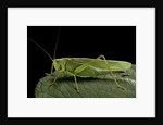 Tettigonia viridissima (great green bush-cricket) - female by Anonymous