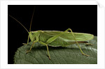 Tettigonia viridissima (great green bush-cricket) - female by Anonymous