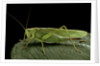 Tettigonia viridissima (great green bush-cricket) - female by Anonymous