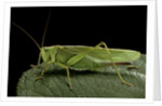 Tettigonia viridissima (great green bush-cricket) - female by Anonymous