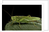 Tettigonia viridissima (great green bush-cricket) - female by Anonymous