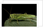Tettigonia viridissima (great green bush-cricket) - female by Anonymous