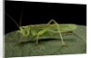 Tettigonia viridissima (great green bush-cricket) - female by Anonymous