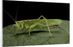 Tettigonia viridissima (great green bush-cricket) - female by Anonymous