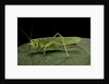 Tettigonia viridissima (great green bush-cricket) - female by Anonymous