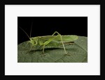 Tettigonia viridissima (great green bush-cricket) - female by Anonymous