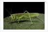 Tettigonia viridissima (great green bush-cricket) - female by Anonymous
