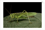 Tettigonia viridissima (great green bush-cricket) - female by Anonymous