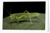 Tettigonia viridissima (great green bush-cricket) - female by Anonymous