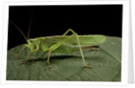 Tettigonia viridissima (great green bush-cricket) - female by Anonymous