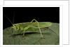 Tettigonia viridissima (great green bush-cricket) - female by Anonymous