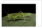 Tettigonia viridissima (great green bush-cricket) - female by Anonymous