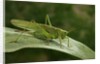 Tettigonia viridissima (great green bush-cricket) - female by Anonymous