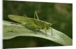Tettigonia viridissima (great green bush-cricket) - female by Anonymous