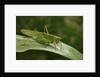 Tettigonia viridissima (great green bush-cricket) - female by Anonymous