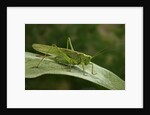 Tettigonia viridissima (great green bush-cricket) - female by Anonymous