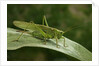 Tettigonia viridissima (great green bush-cricket) - female by Anonymous