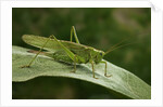 Tettigonia viridissima (great green bush-cricket) - female by Anonymous