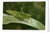 Tettigonia viridissima (great green bush-cricket) - female by Anonymous