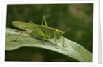Tettigonia viridissima (great green bush-cricket) - female by Anonymous